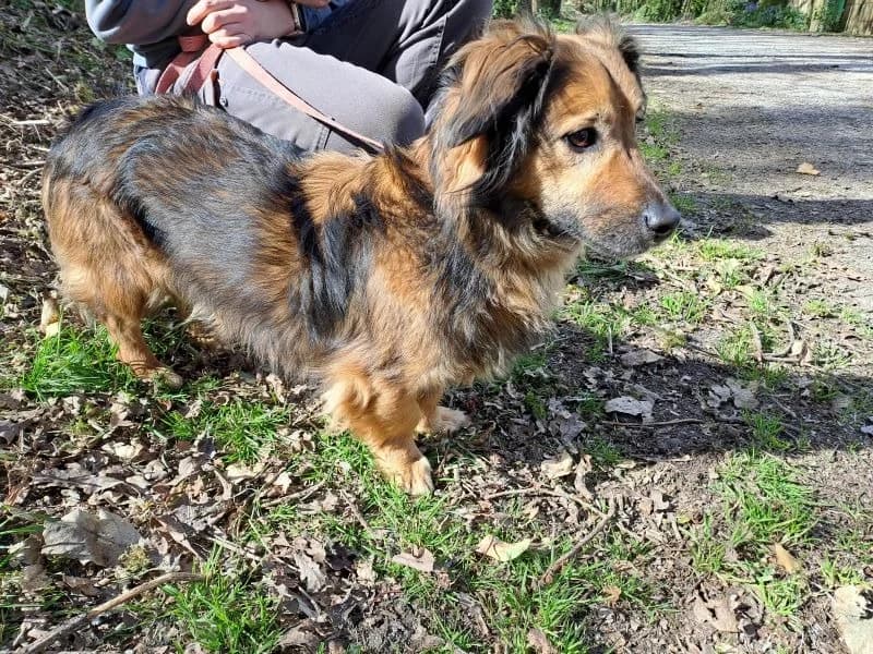 YAGO, brown_chocolate male Dachshund for adoption at SPA Beaurepaire-en-Bresse, Beaurepaire