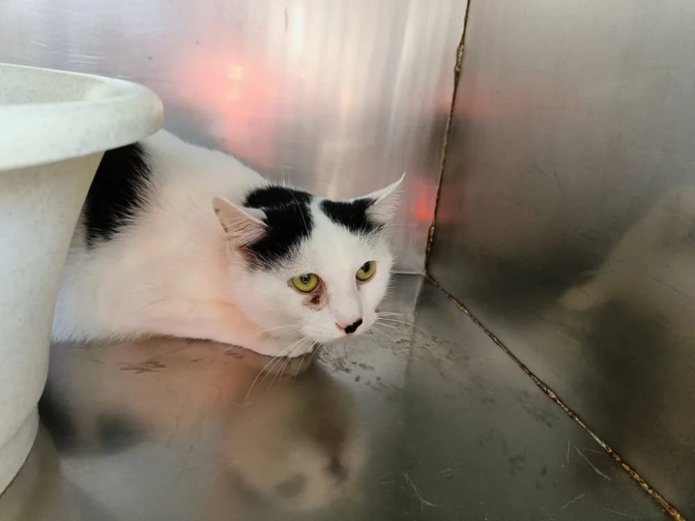 Minou, male mixed breed for adoption at SPA Vannes, Vannes