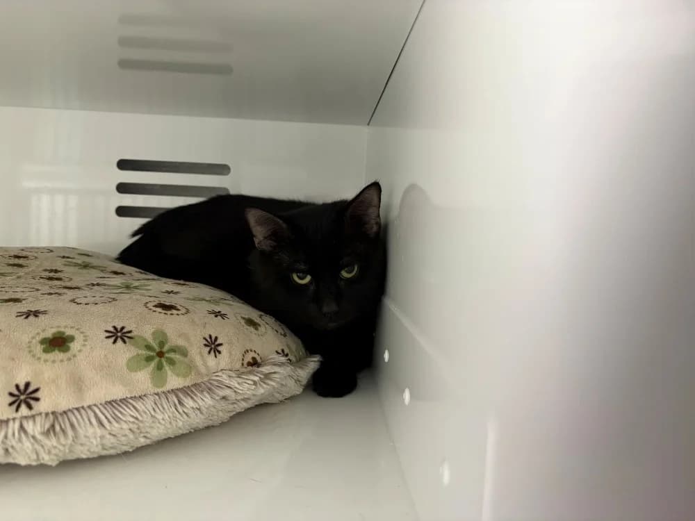 MYSTIC, male mixed breed for adoption at Hazebrouck