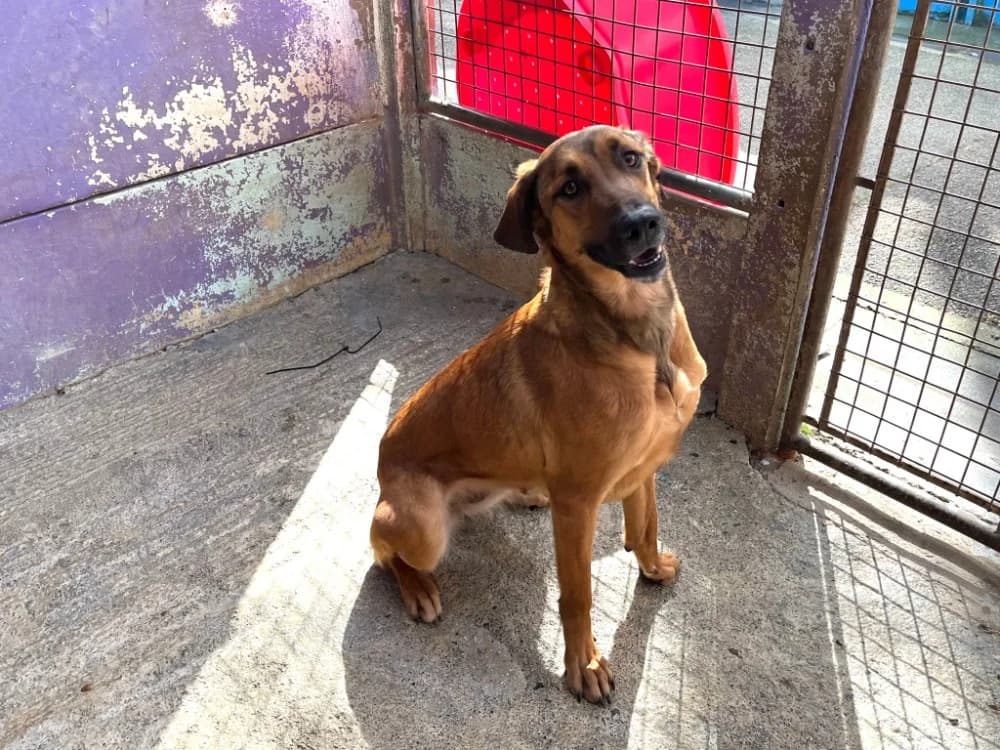 NAIA, female Mixed Breed for adoption at SPA Montluçon, Montlucon