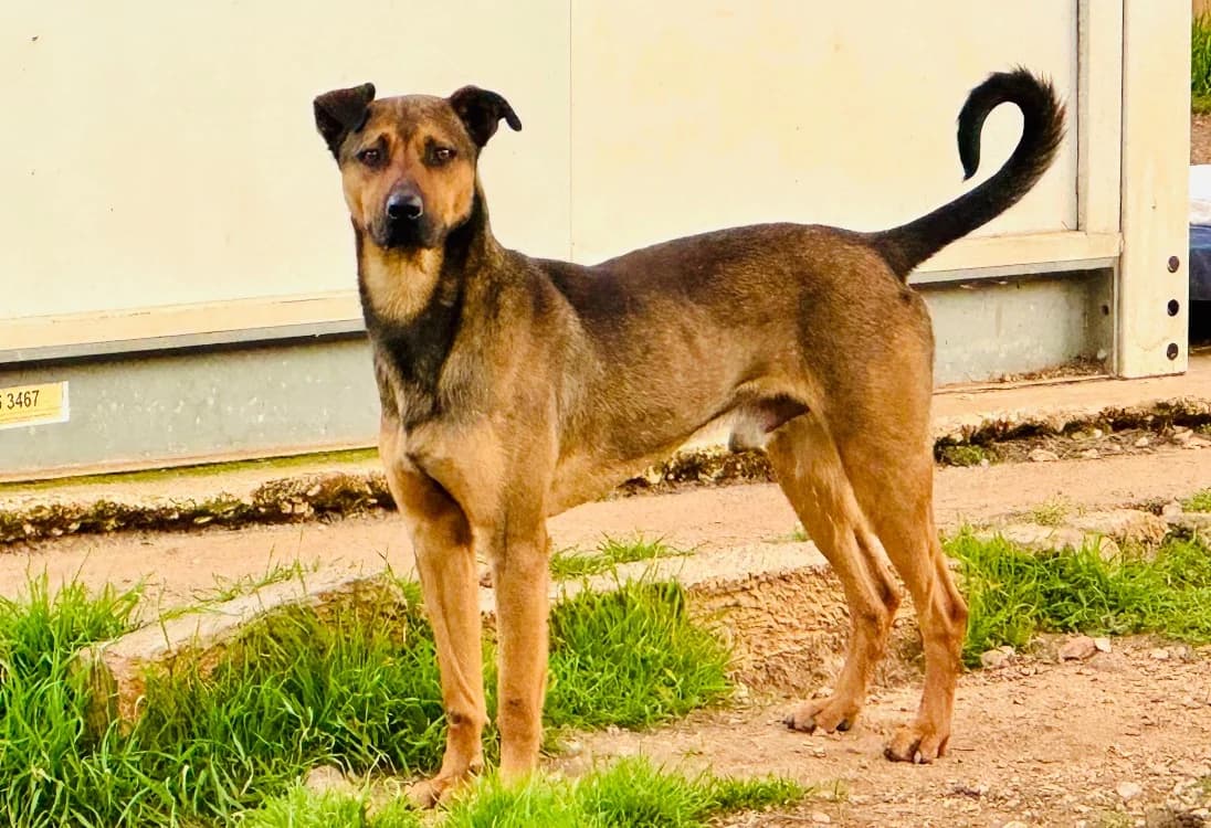 TUCKER, male mixed breed for adoption at SPA Aix-en-Provence, Aix