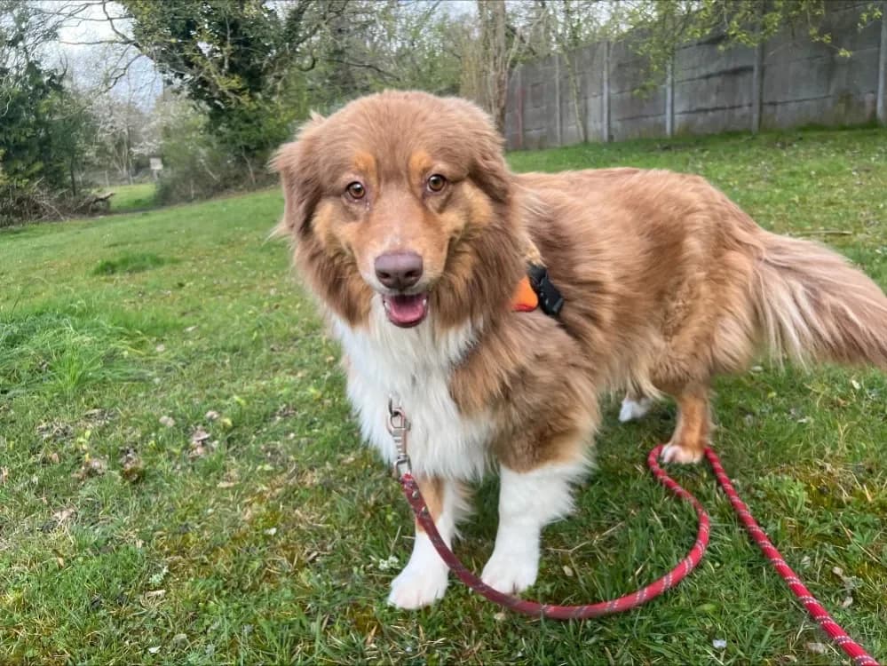 OAA19963 SWANN (réservée) photo 2