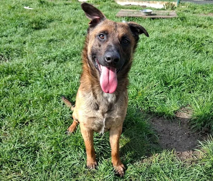 LIOR, Belgian Malinois (SPA Laon)