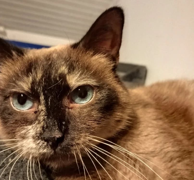 OSAKA, female mixed breed for adoption at Maison SPA), Tourcoing