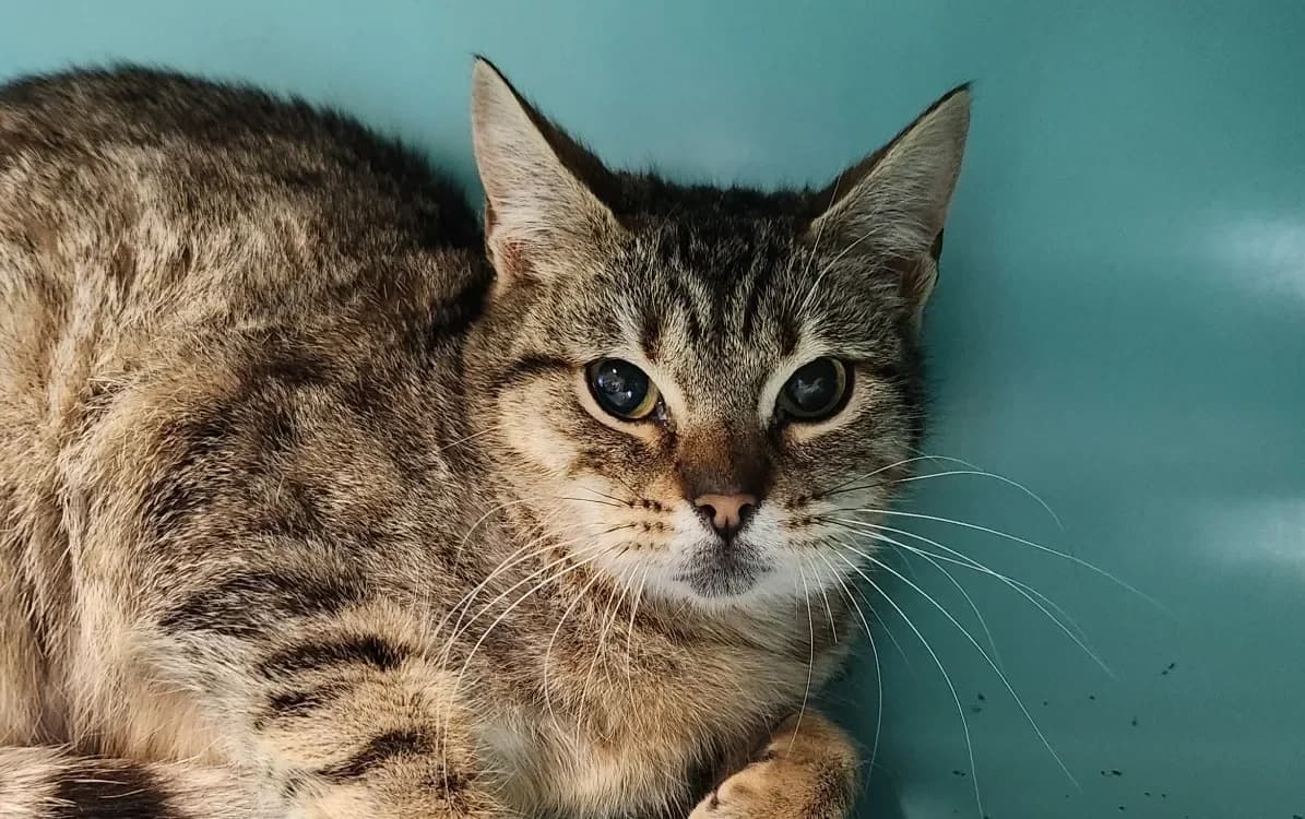 CAFE GLACE QCT photo 2