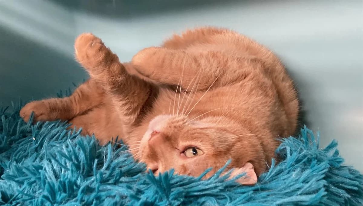 LILA CTTE, female mixed breed for adoption at SPA Briançon, Briancon