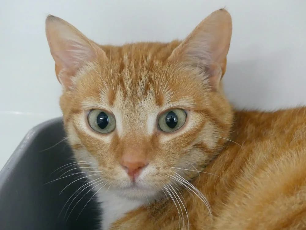 MIMI, unknown female mixed breed for adoption at SPA Laon, Laon