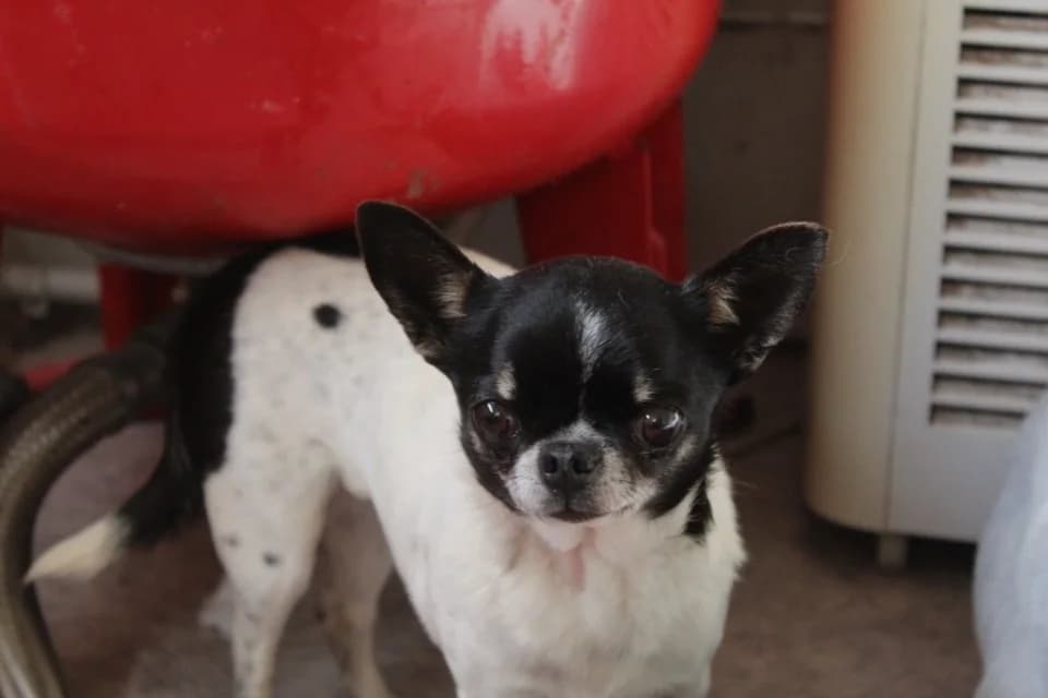 Raya, Chihuahua (SPA Albi (Le Garric))