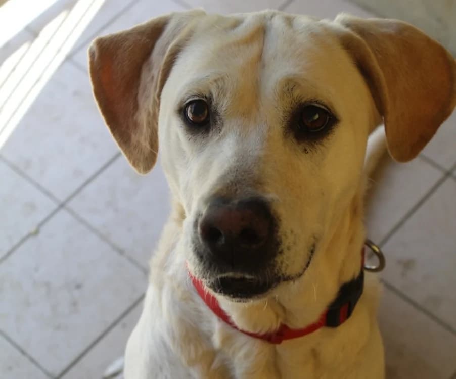 TESS, yellow_tan_blond_fawn male Labrador Retriever for adoption at SPA Arras (Tilloy), Arras