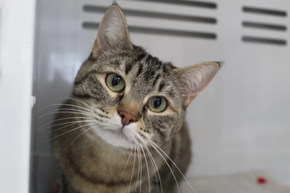 gribouille, female mixed breed for adoption at Tulle