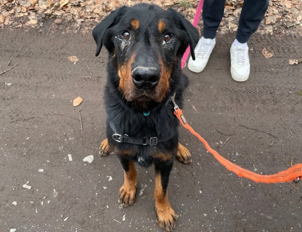 ATHOS,  (SPA Saint-Omer)
