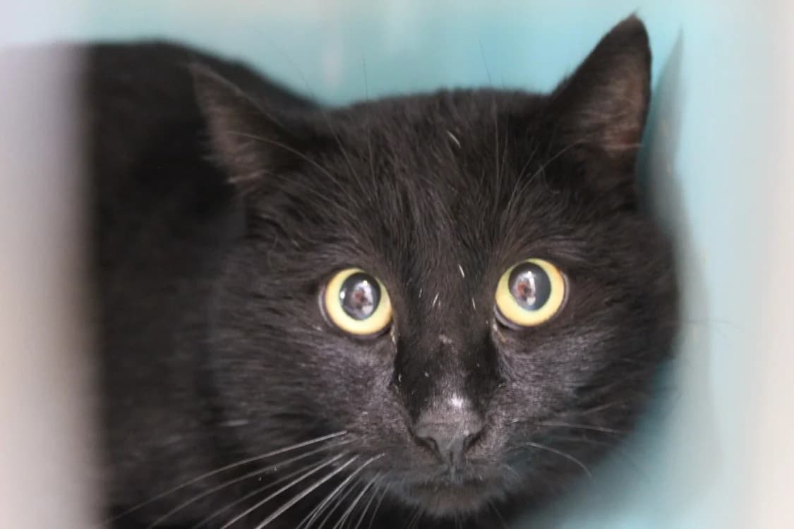 barbossa, male mixed breed for adoption at Chameyrat), Tulle