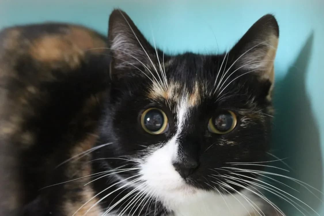 barbara, female mixed breed for adoption at Chameyrat), Tulle photo 2