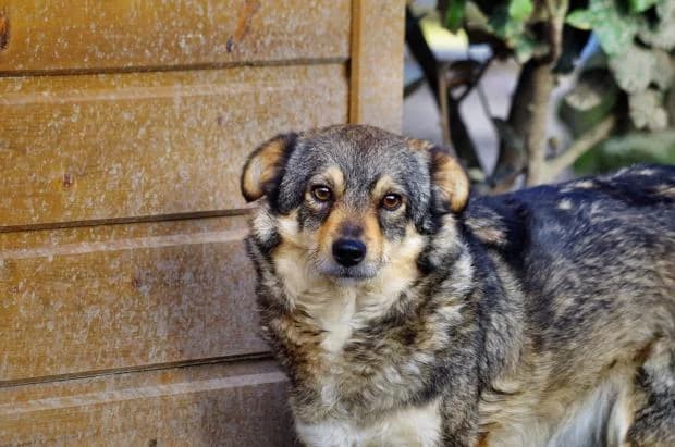 Raven, Mixed Breed (Fondation Brigitte Bardot)