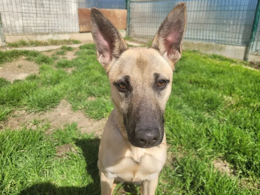 Lana, Belgian Malinois (SPA Cluses)