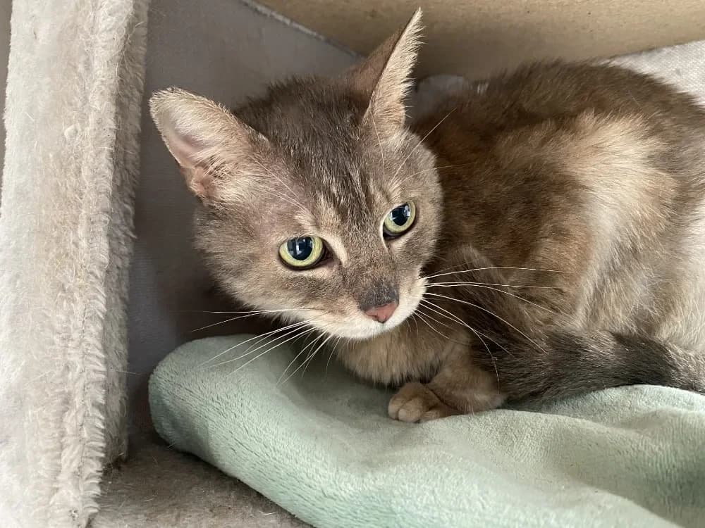 NEWTON, female mixed breed for adoption at Maison SPA), Tourcoing photo 2