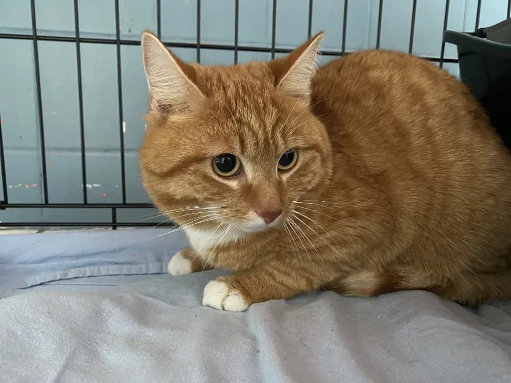 marcel, unknown male mixed breed for adoption at SPA Château-d'Olonne