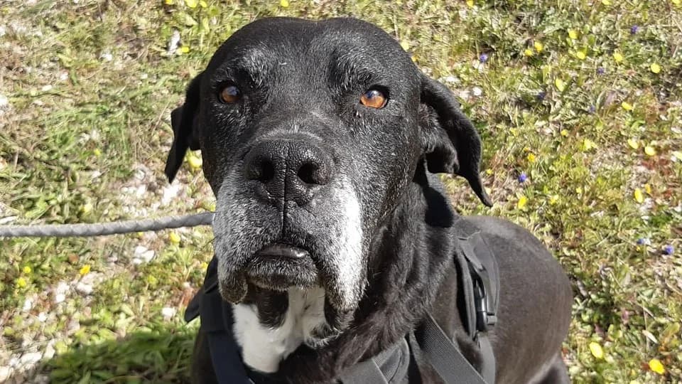 Goa, Cane Corso (SPA Millau)
