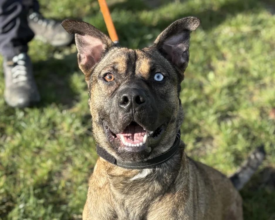 ROCKY, male young Mixed Breed for adoption at SPA Gennevilliers (Grammont), Gennevilliers