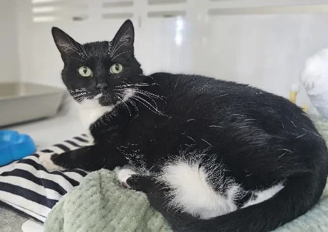 Praline dit Milie, female mixed breed for adoption at Gerhard Cramer), Arry photo 2