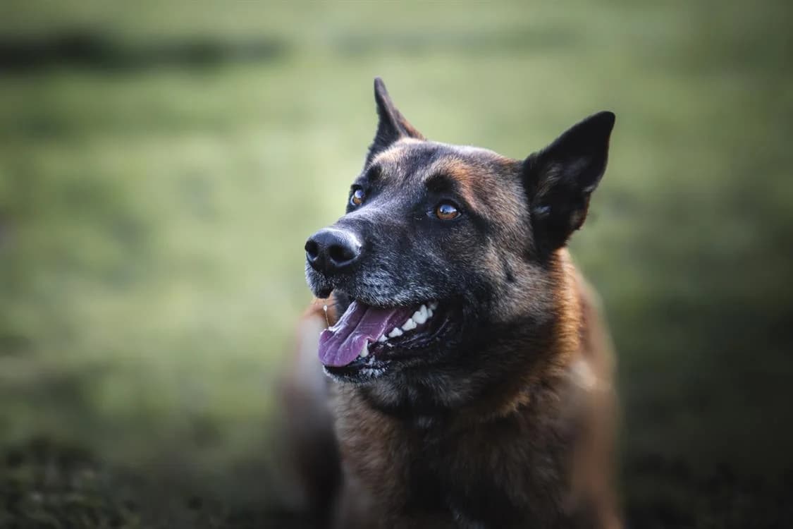 THOR CHAO, sable male Belgian Malinois for adoption at SPA Chamarande, Chamarande