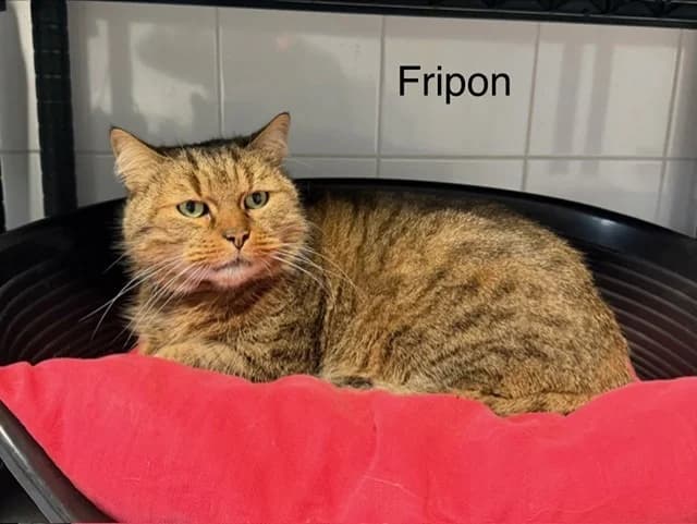 Fripon, unknown male mixed breed for adoption at SPA Perpignan, Perpignan