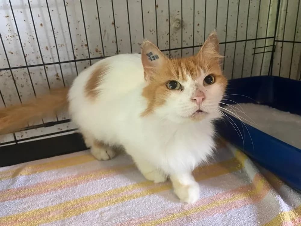 PLUME (en cours d'adoption) photo 2