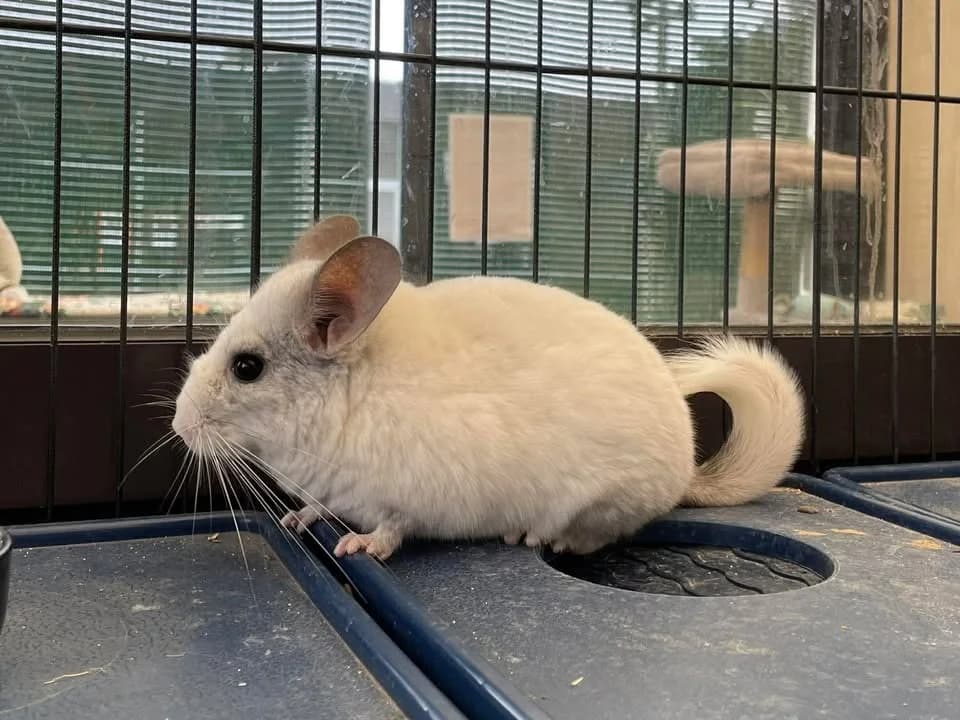 LOUIS, male Chinchilla for adoption at Amiens), Poulainville