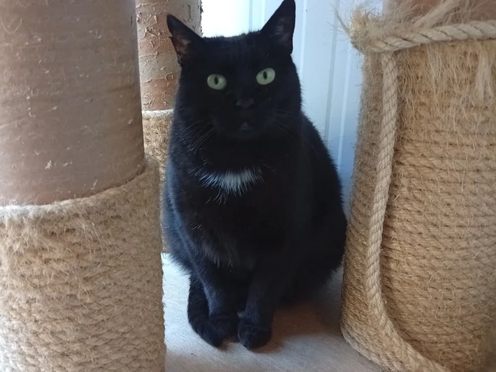 Noiraude, female mixed breed for adoption at SPA Beaurepaire-en-Bresse, Beaurepaire