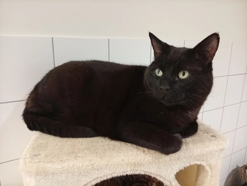 Balou (en cours d'adoption)