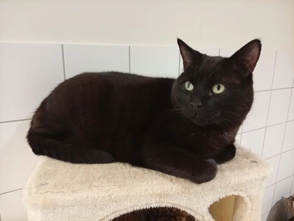 Balou (en cours d'adoption) photo 2