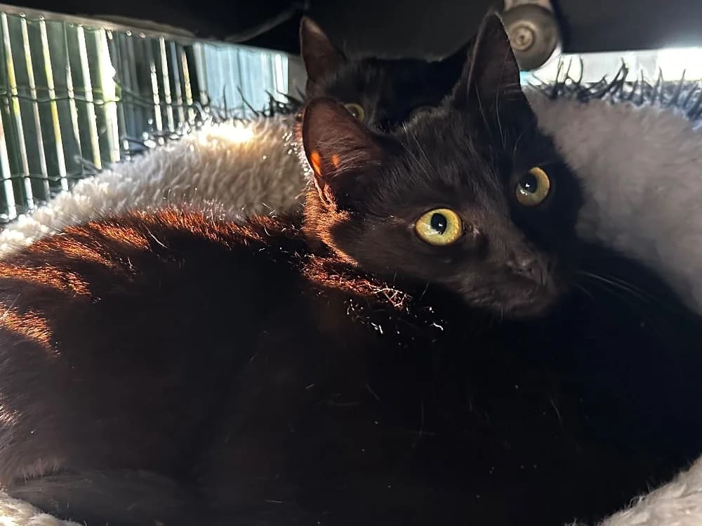 MIMOSA, black female mixed breed for adoption at SPA Saint-Omer, Omer