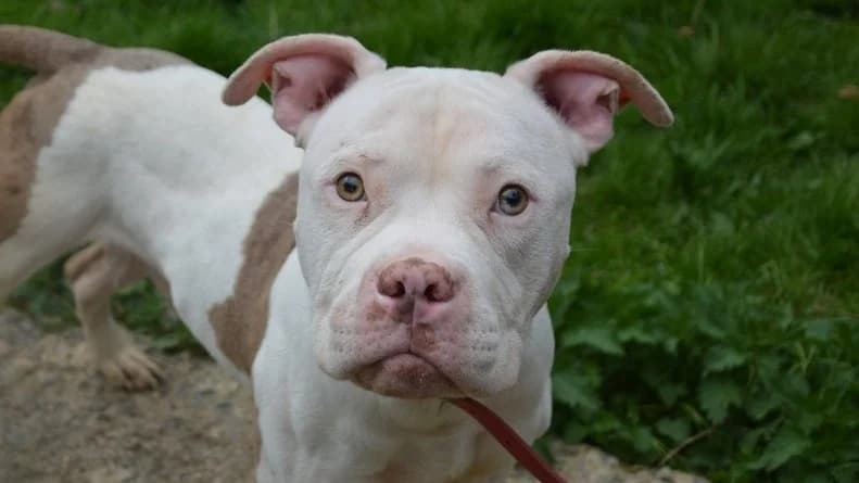 IRON CHAO, male American Bully for adoption at SPA Chamarande, Chamarande