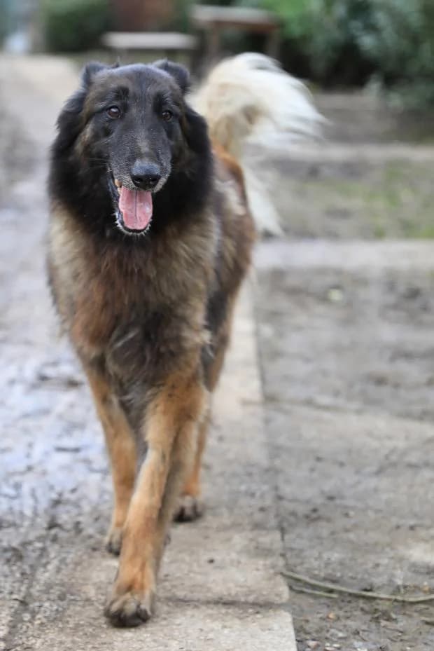 Nayrah, Belgian Tervuren (Fondation Brigitte Bardot)