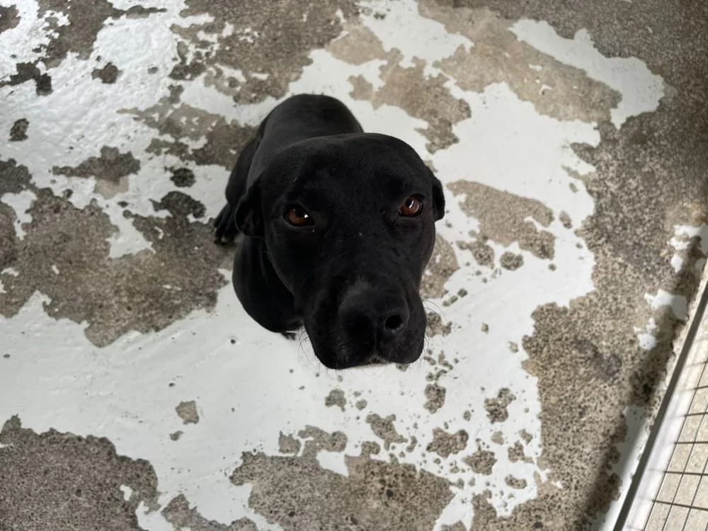 PYTHAGORE, Labrador Retriever (SPA Chilleurs-aux-Bois)