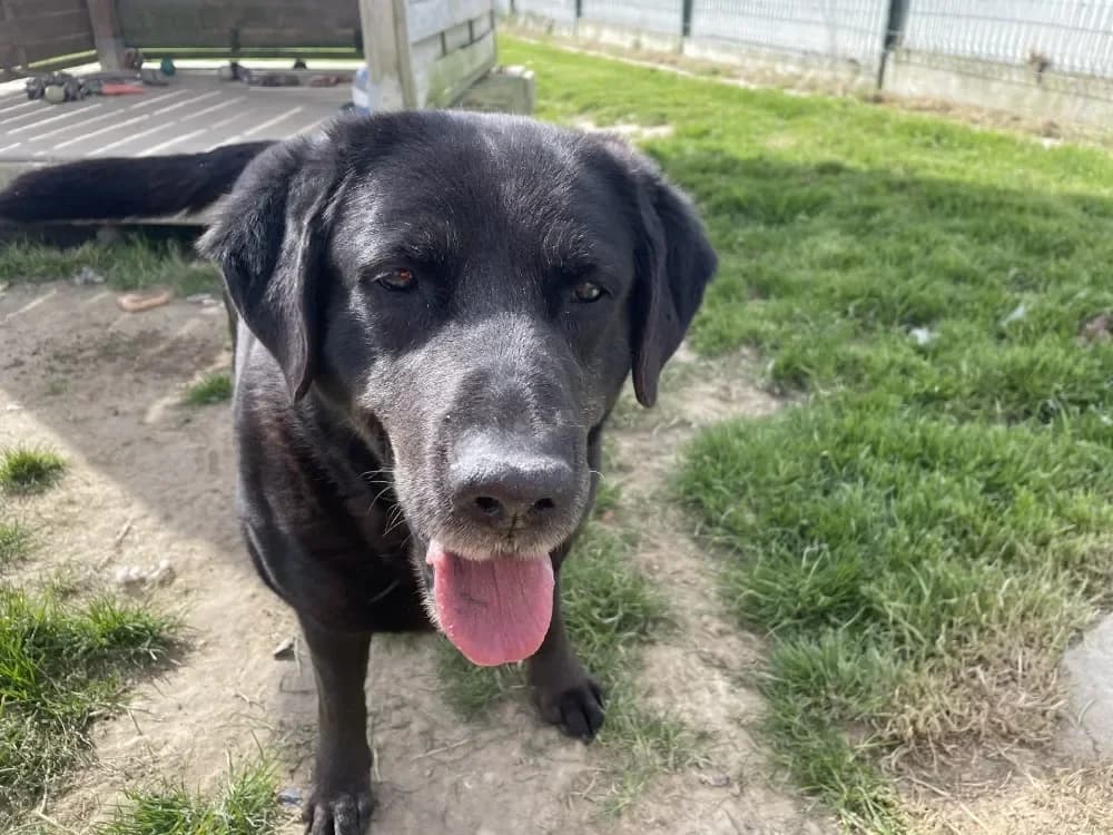 OSANA (promise) photo 2