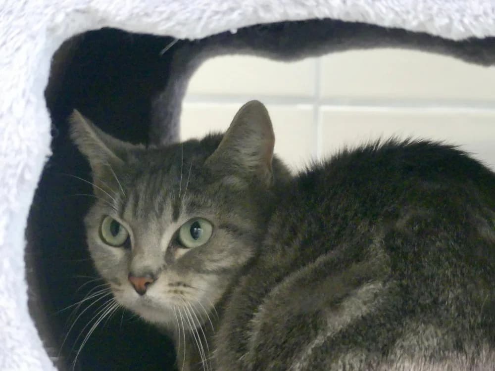 HAVA, female mixed breed for adoption at Ardennes