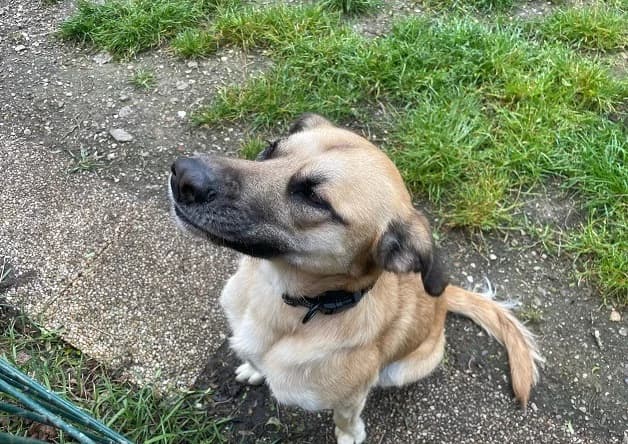 Vox, Mixed Breed (SPA Millau)