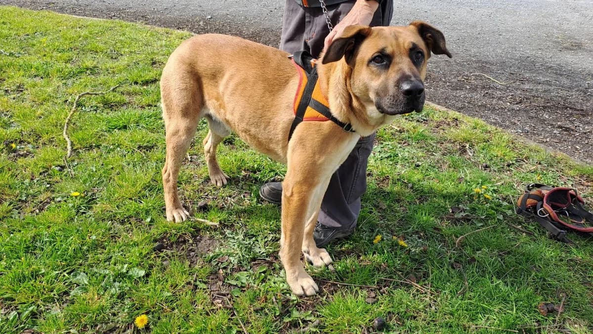 JEFF, Cane Corso (SPA Château-d'Olonne)