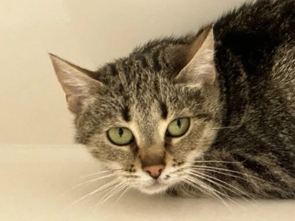 PASHIMA, female mixed breed for adoption at Hazebrouck