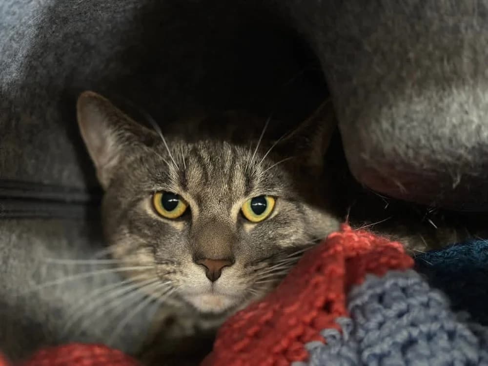 SANA, female mixed breed for adoption at Hazebrouck