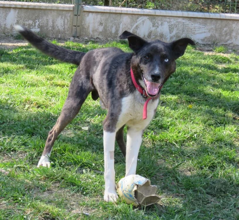 VASCO, male Mixed Breed for adoption at SPA Saint-Omer, Omer