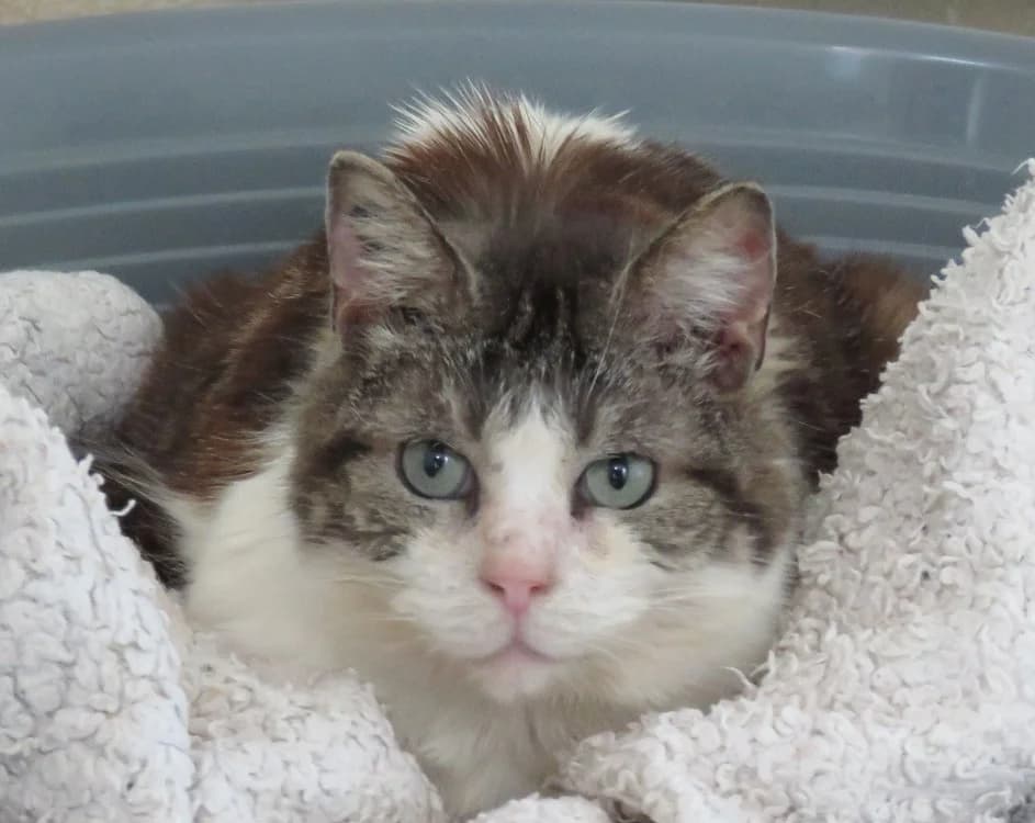 LESLIE, female mixed breed for adoption at SPA Mirepoix, Mirepoix