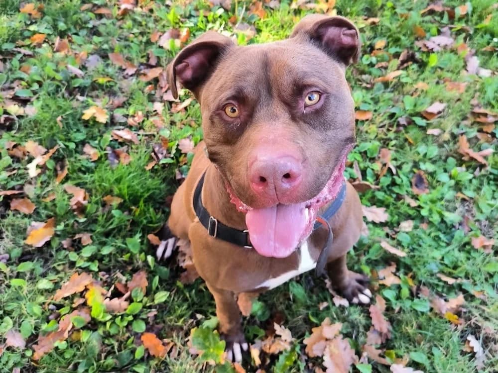 NESKO, male mixed breed for adoption at Hazebrouck