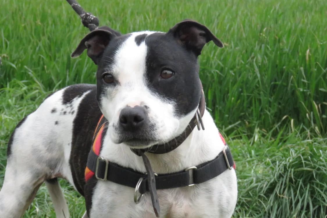 STELLA, Staffordshire Bull Terrier (SPA Montluçon)