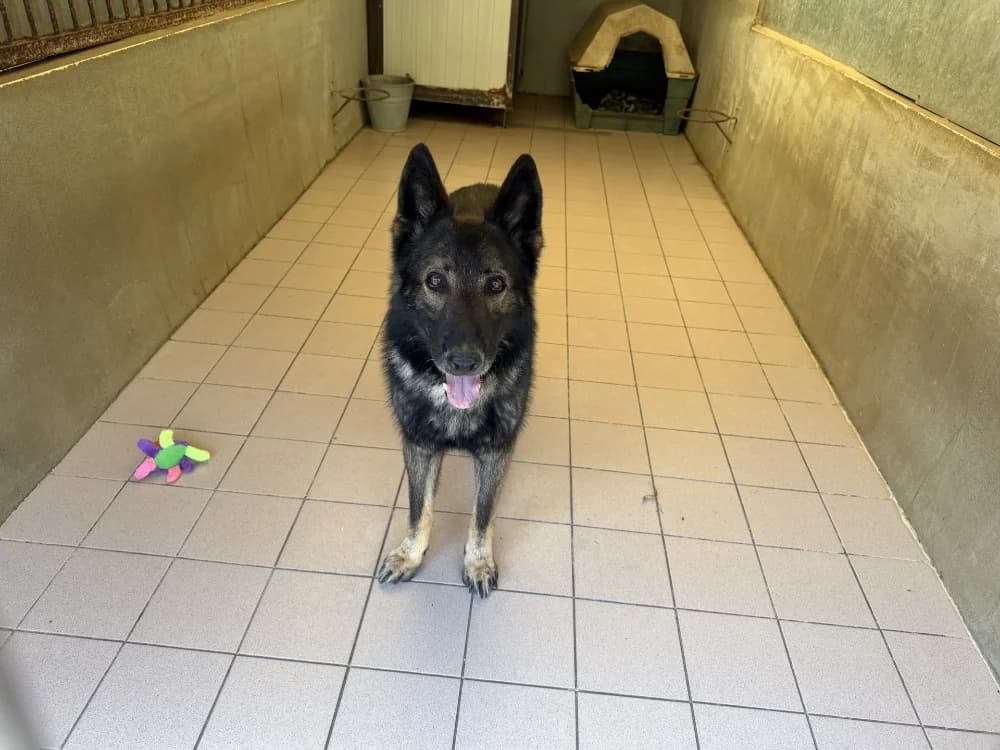 VOLCAN, German Shepherd (Chameyrat))