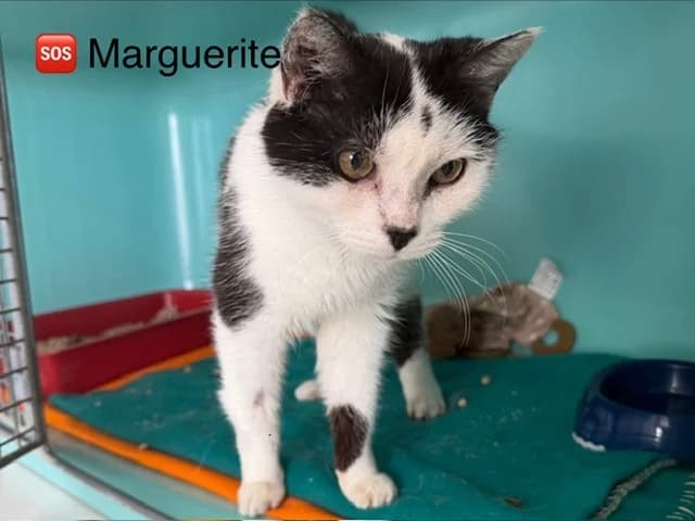 Marguerite, female mixed breed for adoption at Poulainville