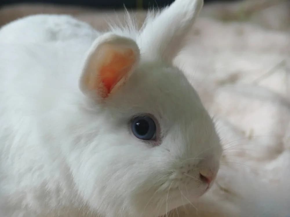 PANPAN,  (Maubert-Fontaine))