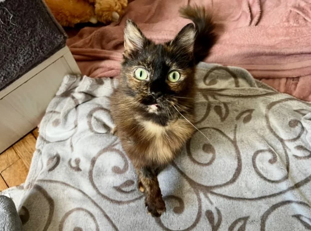 MALIE, female young mixed breed for adoption at SPA Troyes, Troyes