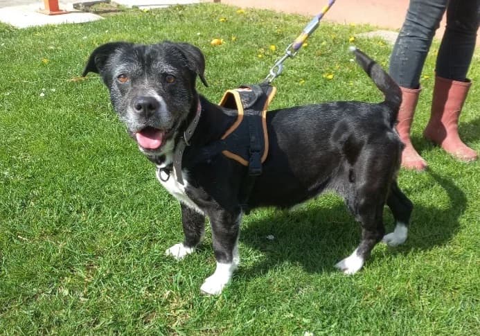 VIKING, unknown male French Bulldog for adoption at SPA Vannes, Vannes